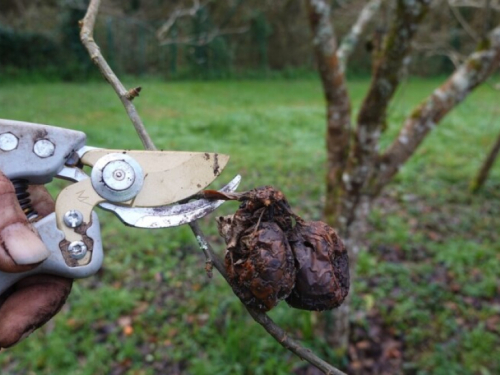 Kreće vegetacija: Sada je presudno zaštititi voćnjake od bolesti i štetnika