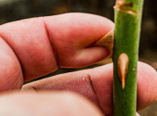 Test od 10 sekundi otkriva jesu li vaše biljke mrtve ili samo miruju