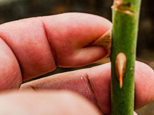 Test od 10 sekundi otkriva jesu li vaše biljke mrtve ili samo miruju