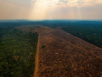 Nastavlja se rekordno krčenje amazonske prašume