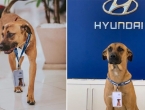 Napušteni pas sada ''radi'' u autosalonu, kupci ga obožavaju