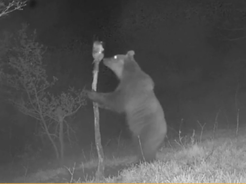 Upozorenje iz Jablanice: Medvjed se kreće u blizini naseljenih mjesta