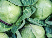 Kupus kao glavno jelo? Evo zašto ga chefovi obožavaju