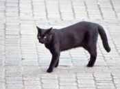 Kako je nastalo praznovjerje o crnim mačkama?