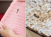 Kako zauvijek izbaciti moljce iz svog doma