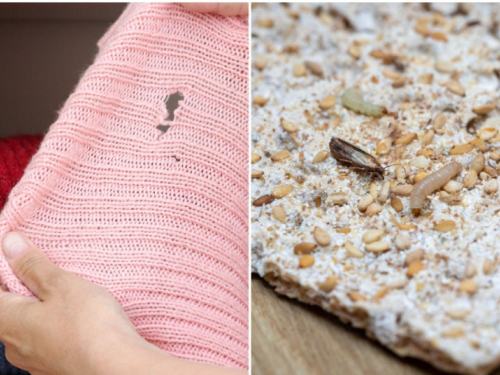 Kako zauvijek izbaciti moljce iz svog doma