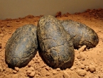 Ogromna jaja dinosaurusa pronađena netaknuta, stara 70 miliona godina