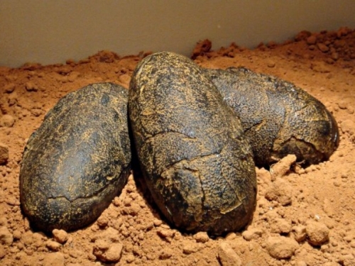 Ogromna jaja dinosaurusa pronađena netaknuta, stara 70 miliona godina
