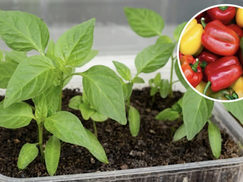 Kada saditi sadnice paprike u veljači 2026.