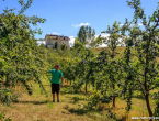 FOTO: U Rami počinje sezona branja šljive