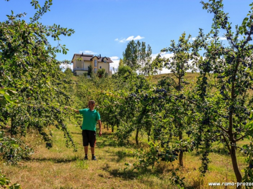 FOTO: U Rami počinje sezona branja šljive