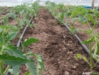 Koje biljke saditi uz paradajz - Svjeti za prirodno đubrenje i iskorištavanje prostora