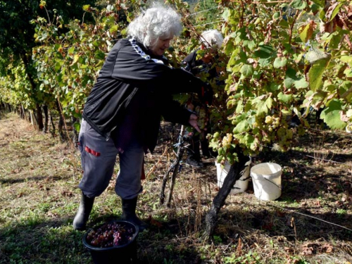 FOTO: Zora i Slavko Bošnjak iz Rame postali pravi vinogradari