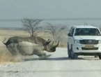 VIDEO: Pobješnjeli nosorog zaletio se u automobil pun turista