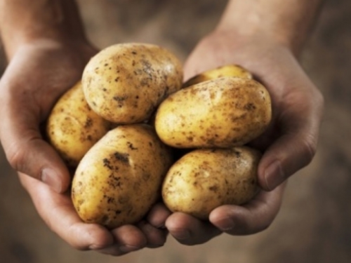 Krumpir ima važnu ulogu u europskim kuhinjama, ali prijete mu klimatske promjene