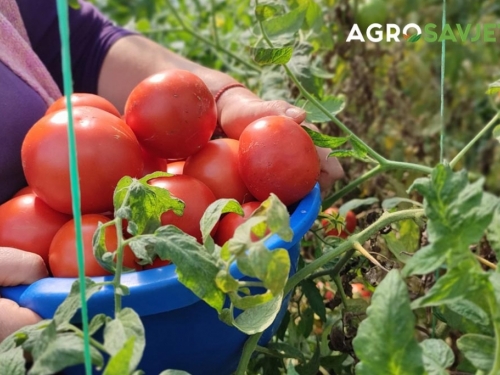 Kako uzgojiti najslađi paradajz