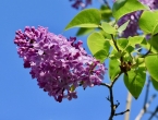 Jorgovan - divan cvijet, opojan miris i brojna ljekovita svojstva čine ga omiljenim