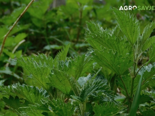 Kako napraviti prirodni rastvor od koprive za zaštitu biljaka od štetočina?