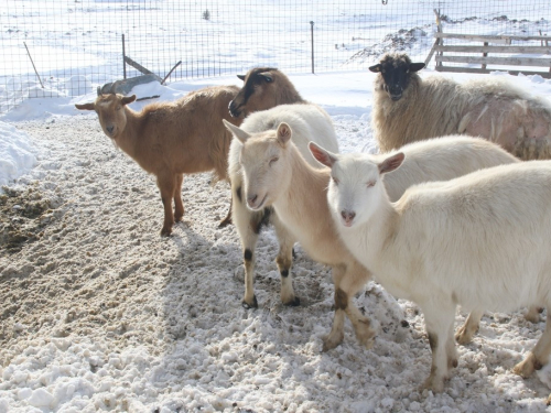 FOTO: Čuvari ''Ramskih vrata''