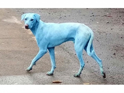 Vlasti u Indiji zatvaraju tvornicu zbog koje su psi postali plavi
