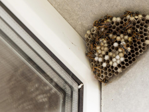 Ose se neće gnijezditi u kućama ili vrtovima ako u travnju vani postavite jedan neočekivani predmet