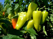 Pet najboljih ranih paprika koje daju obilnu berbu i goleme plodove