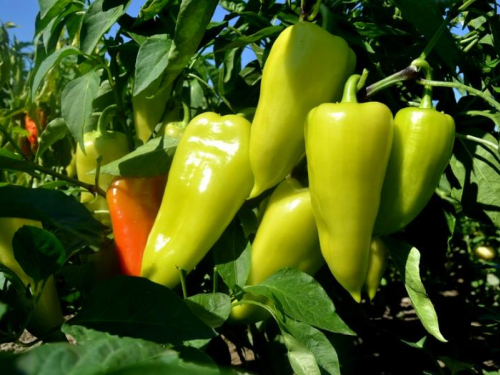 Pet najboljih ranih paprika koje daju obilnu berbu i goleme plodove