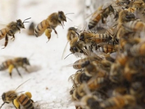 20.000 pčela napalo džamiju, nekoliko ljudi u bolnici