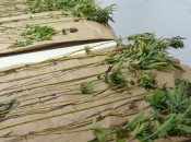 VIDEO: Mostarci uzgajali marihuanu u Nevesinju