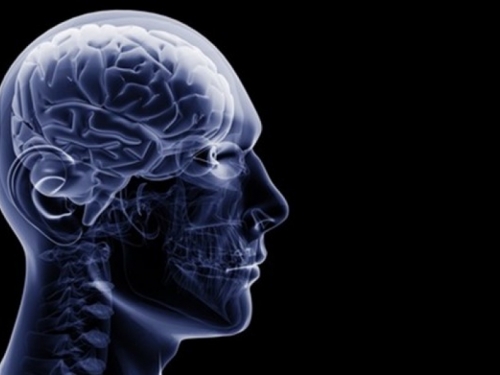 U mozak može stati informacija koliko i u 4,7 milijardi knjiga