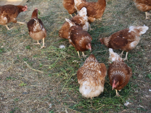 FOTO: Pokretna farma koka stigla u Ljubunce, evo gdje možete kupiti jaja