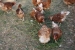 FOTO: Pokretna farma koka stigla u Ljubunce, evo gdje možete kupiti jaja