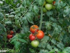 Kako uzgajati paradajz bez plamenjače