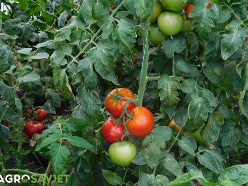 Kako uzgajati paradajz bez plamenjače