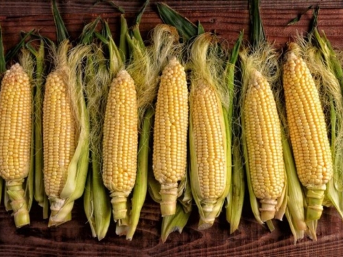Ne bacajte kukuruznu svilu: Čudesni diuretik