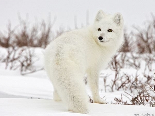 Polarne lisice atrakcija u ruskim gradovima