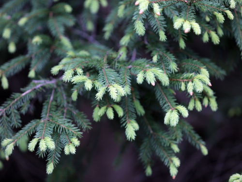 Od čaja do sirupa: Borove iglice kao prirodni saveznik vašeg imuniteta