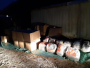 Uskoplje: 400 kilograma skunka bilo skriveno u poduzeću