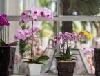 Vrtlarske tajne: Ako vaša orhideja vene, stavite ovaj sastojak u teglu