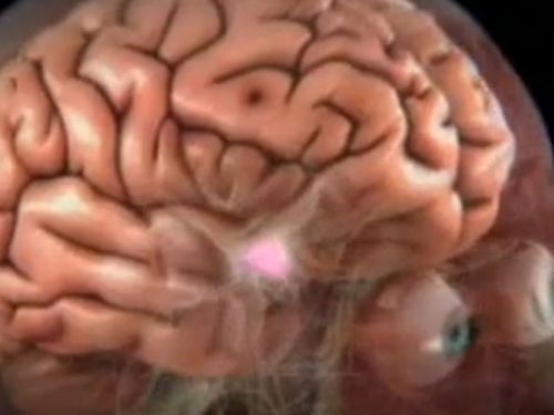 U mozgu otkrivene centar koji produžuje život