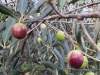 Maslinovo ulje iz Hercegovine među najkvalitetnijim uljima u svijetu