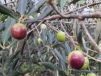 Maslinovo ulje iz Hercegovine među najkvalitetnijim uljima u svijetu