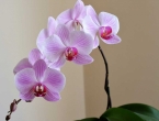 Koliko i kojom vodom zalijevati orhideje?