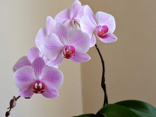 Koliko i kojom vodom zalijevati orhideje?