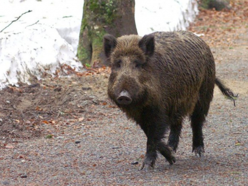 Veprovi poharali dućan u Njemačkoj