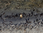 Tone uginule ribe na obalama španjolske lagune