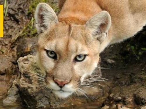 SAD: Istočna puma službeno izumrla kao vrsta