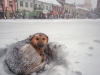 Djevojčica (10) preživjela snježnu oluju grleći psa