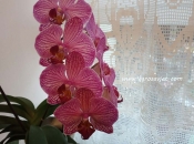 Spasite orhideju koja vene namirnicom koju imate pri ruci