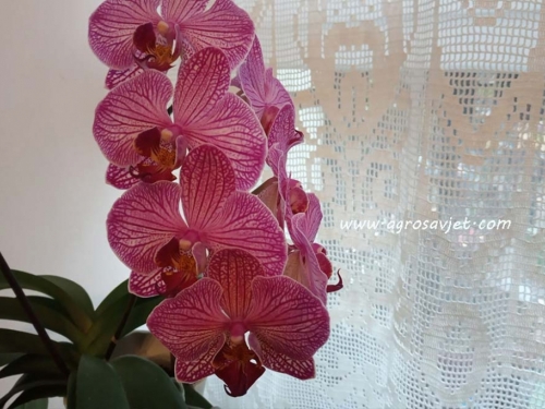 Spasite orhideju koja vene namirnicom koju imate pri ruci